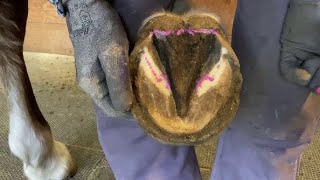 Clean Horse Hooves in 10 Minutes FLAT [upl. by Namar408]