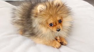 1 HOUR OF POMERANIANS PLAYING  POMERANIAN PUPPY COMPILATION VIDEO [upl. by Irt]