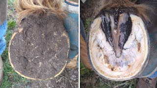 Horse Hoof RESTORATION  Satisfying  HORSE HOOF TRIMMING [upl. by Copland]