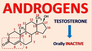 Androgens and androgenesis  Testosterone Nandrolone Mesterolone [upl. by Costa912]