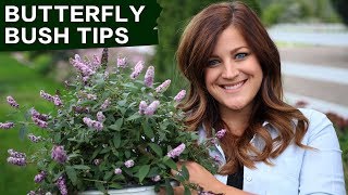 Butterfly Bush Care Tips  Garden Answer [upl. by Stoneham]