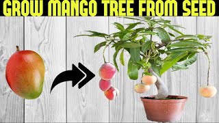 How To Grow a Mango Tree From Seed  SEED TO HARVEST [upl. by Lezah]