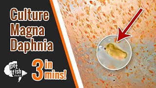 How to culture DAPHNIA MAGNA  The easy way [upl. by Schluter]