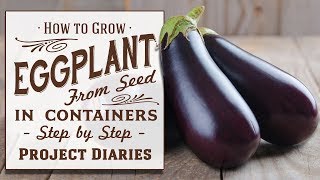 ★ How to Grow Eggplant aka Aubergine from Seed in Containers A Complete Step by Step Guide [upl. by Tera339]