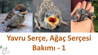 Yavru serçe bakımı 1 Kısım [upl. by Nahsad]