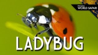 Ladybugs Come In Many Different Colors [upl. by Ahsier]