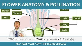 Plant reproduction  Flower anatomy and pollination  GCSE Biology 91 [upl. by Keyte891]