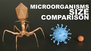 MICROORGANISMS Size Comparison  3D [upl. by Bianchi]