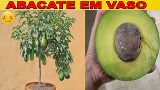 🛑 ABACATE PRODUZINDO NO VASO EM POUCO TEMPO😱🥑🥑 PASSO A PASSO AQUI COMIGO DIRETO DO POMAR 🥑😍 [upl. by Ahsiakal]