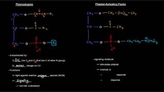 Lipids Part 7 of 11  Membrane Lipids  Glycerophospholipids with Ether Linkages Plasmalogens [upl. by Ahseniuq]