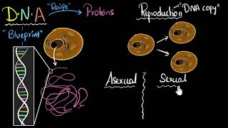 Reproduction DNA sexual amp asexual  How do organisms reproduce  Biology  Khan Academy [upl. by Auqenes]