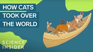 How Domestic Cats Spread Around The World [upl. by Emelin828]