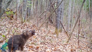 The first howls of a wolf pup in the Northwoods of Minnesota [upl. by Yoccm]