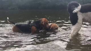 Beagle Walk Drunense Duinen The Netherlands [upl. by Annanhoj727]