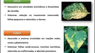 Fisiologia Vegetal  Deficiências Nutricionais [upl. by Saenihp]