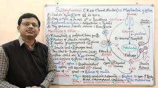 Diabetes Mellitus Part10 Mechanism of Action of Sulfonylurease  Antidiabetic Drugs  Diabetes [upl. by Nnanaej]