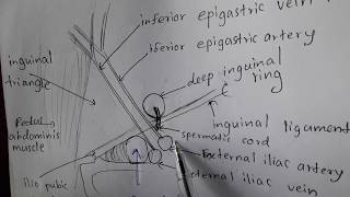 Anatomy of the INGUINAL CANAL amp hernias [upl. by Nancy874]