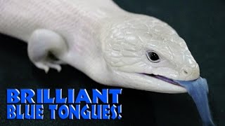 Brilliant Bluetongues  HerpersTV S3Ep33 [upl. by Abekam]