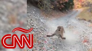 Un puma acecha y persigue a un hombre en Utah [upl. by Alec]