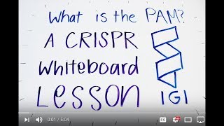 What is the PAM  A CRISPR Whiteboard Lesson [upl. by Sib]