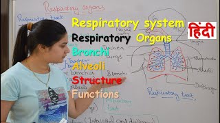 Respiratory system anatomy amp physiology in hindi  Organs  structure  functions [upl. by Ayanad]