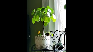 镜面草养殖方法 Pilea Peperominides Care Tips [upl. by Juanita]