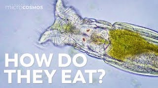 How Microscopic Hunters Get Their Lunch [upl. by Gerta]