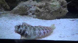 Lawnmower Blenny Salarias fasciatus [upl. by Wren666]