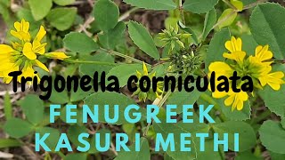 Fenugreek Trigonella corniculata plants [upl. by Jackson]