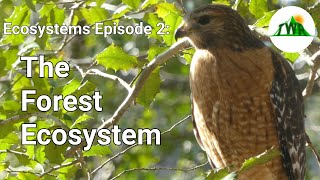 Ecosystems Episode 2 The Forest Ecosystem [upl. by Lav851]