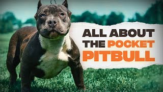 Pocket Pitbull Everything You Need To Know [upl. by Thebault328]