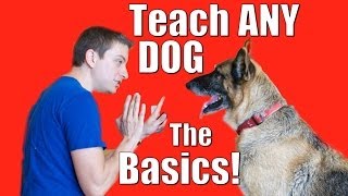 Dog Training 101 How to Train ANY DOG the Basics [upl. by Tye]