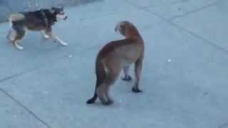 Puma VS Dogs [upl. by Nede427]