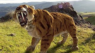 Sabertoothed Tiger  Prehistoric Cats Documentary [upl. by Fredelia]