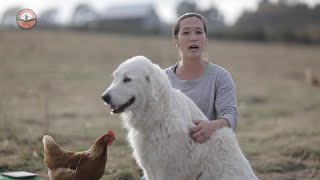 Livestock Guardian Dogs 101 [upl. by Leaj568]