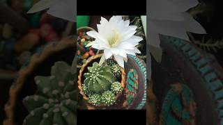 கண்கவர் கள்ளிச்செடிகள் 🌵  Beautiful Succulent Collection [upl. by Davilman]