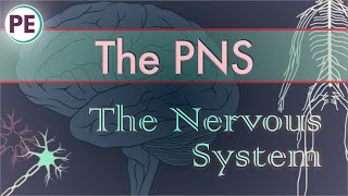 The Nervous System Peripheral Nervous System PNS [upl. by Giulio]