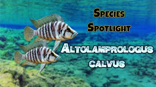 Species Spotlight Pearly Calvus Altolamprologus Calvus [upl. by Ecneps]