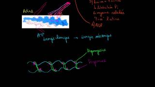 Tropomyiosine et troponine et leur rôle dans la régulation de la contraction musculaire [upl. by Bergmann]