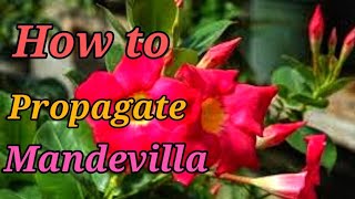 Mandevilla Cuttings Made Easy [upl. by Grof]