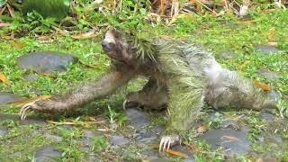 Threetoed sloth crossing the road in Costa Rica [upl. by Sorce]