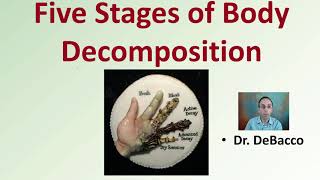 Five Stages of Body Decomposition [upl. by Ylrac724]