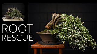 Rescued Cotoneaster Bonsai Emergency Repotting [upl. by Nenerb]