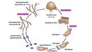 Basidiomycota Part 2 The Mushroom Life Cycle [upl. by Ayifas]