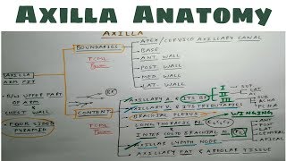 Axilla Anatomy  Part 1  Upper Limb Anatomy [upl. by Ambrosine]