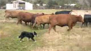 Border Collies Herding Cattle [upl. by Royo]