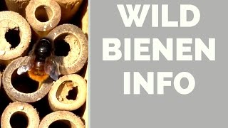 Wildbienen Info  Insektenhotel für Balkon Terrasse Garten [upl. by Ejroj]