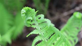 Plant Profile  Ostrich Fern [upl. by Loralie]