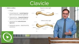 Clavicle Overview amp Parts – Anatomy  Lecturio [upl. by Keeley]