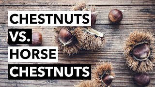 Wild Edibles with Sergei Chestnuts Castanea Sativa vs Horse Chestnut Aesculus Hippocastanum [upl. by Nojram]